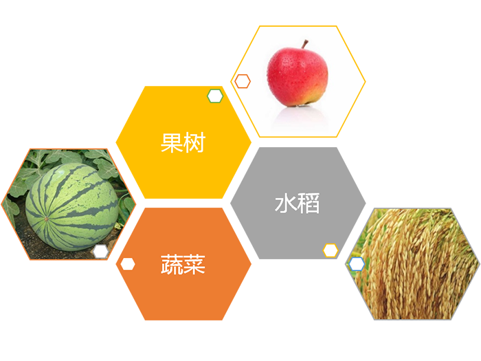 聚焦三大作物
